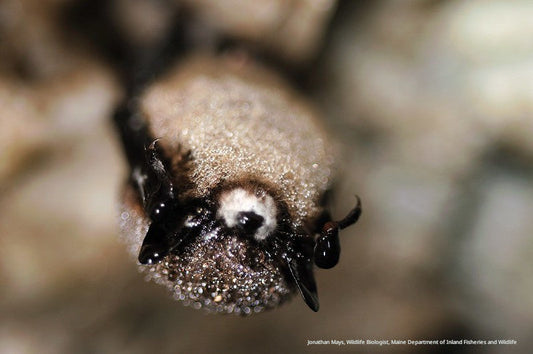 Bats and White-nose Syndrome