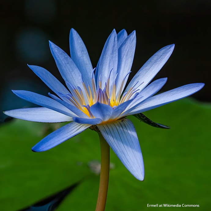 Blue Lotus Flower Bracelet