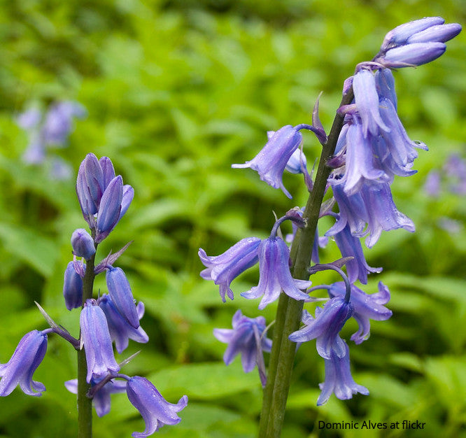 Bluebell Flower Bracelet