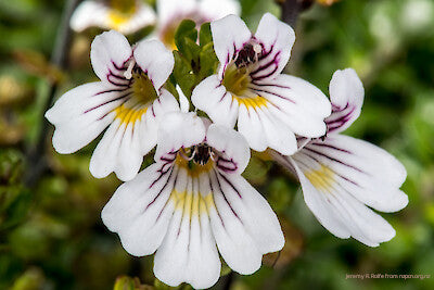 Irish Eyebright Flower Bracelet
