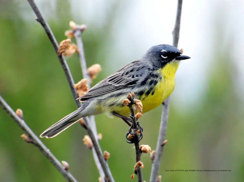 Kirtland's Warbler Bracelet
