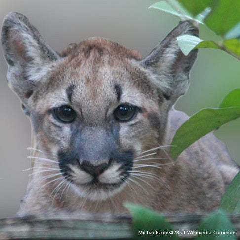 Cougar or Panther Bracelet
