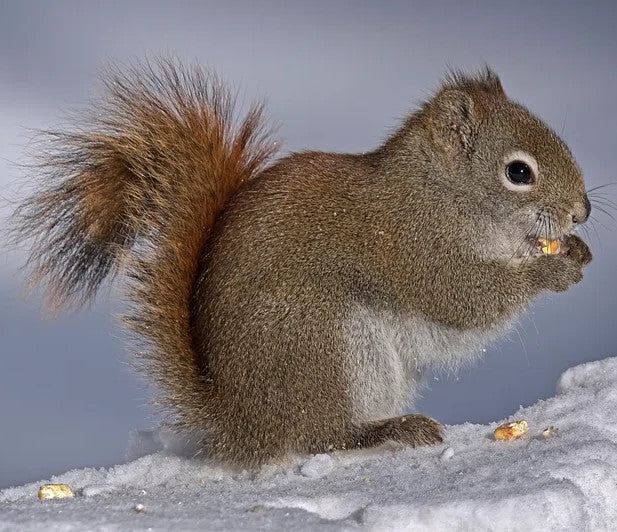 Squirrel Bracelet