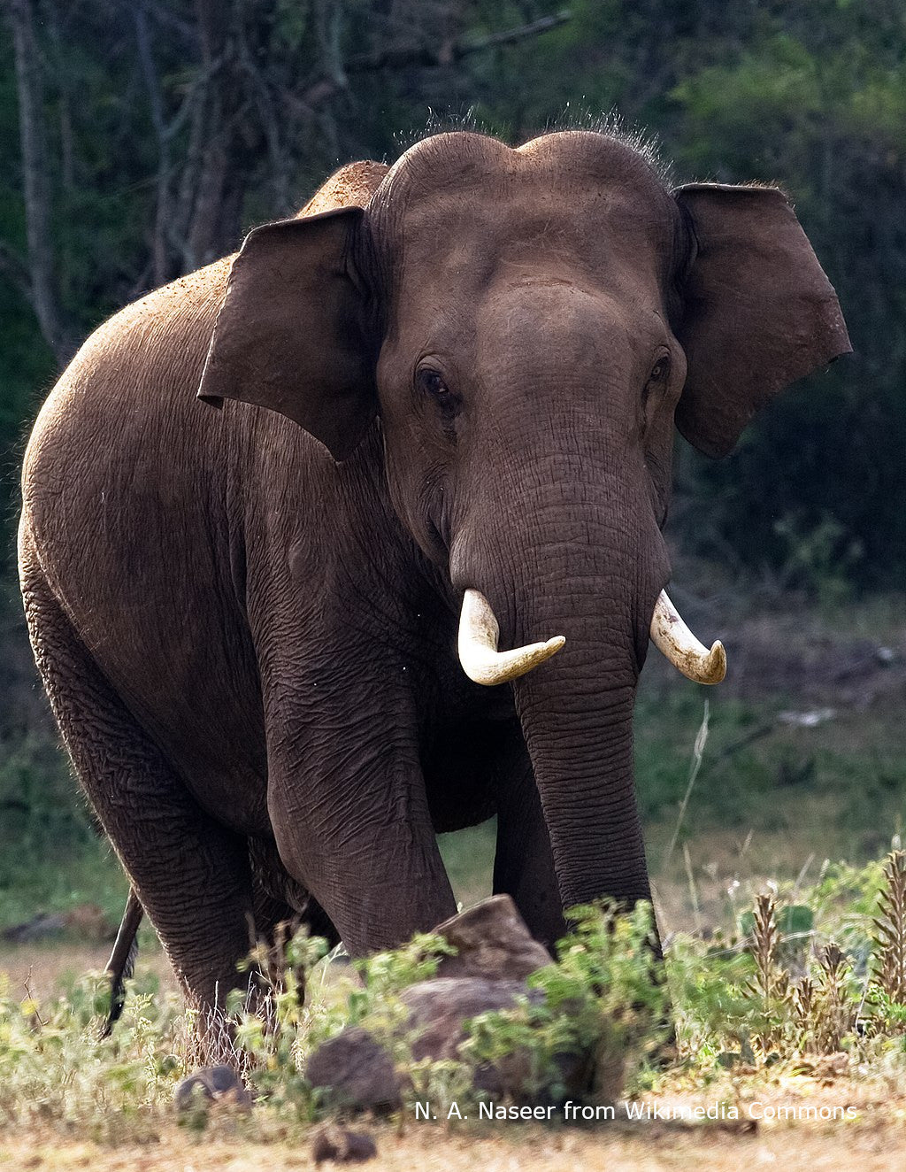 Forest Elephant Necklace