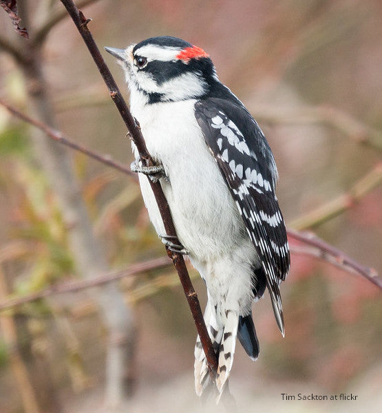 Woodpecker Bracelet