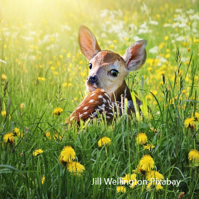 Fawn Bracelet