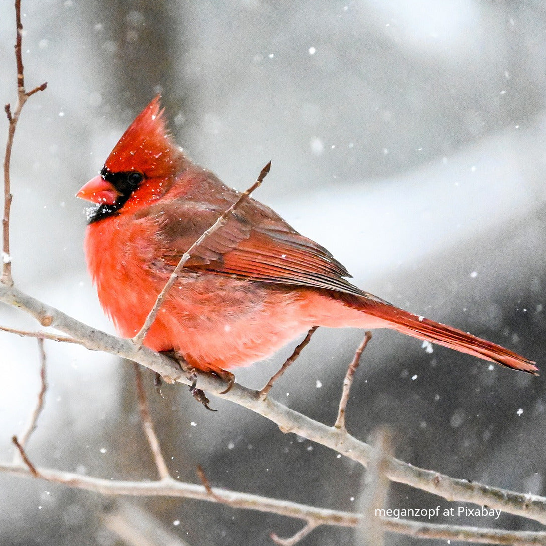 Cardinal Bracelet