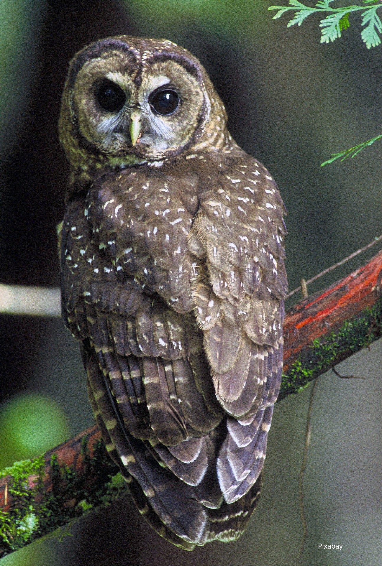 Spotted Owl Bracelet