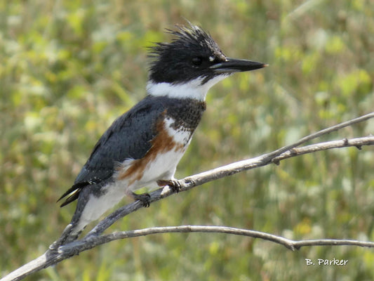 Flamboyant Female birds!