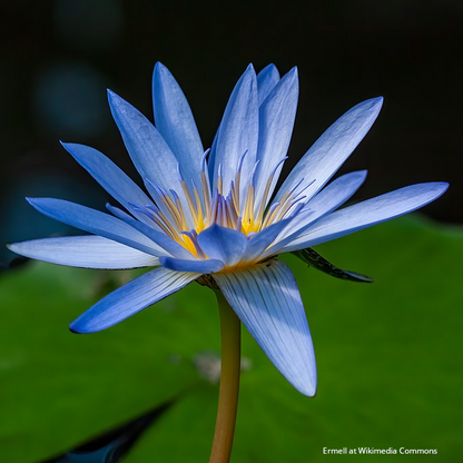 Blue Lotus Flower Bracelet