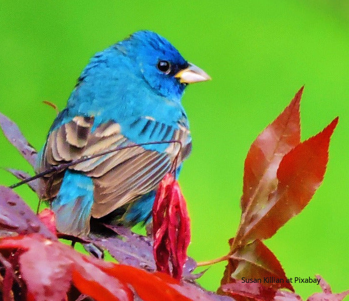 Adjustable Indigo Bunting Bracelet