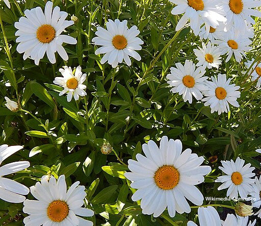 Shasta Daisy Bracelet