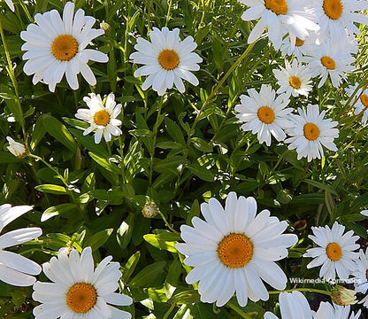 Shasta Daisy Bracelet