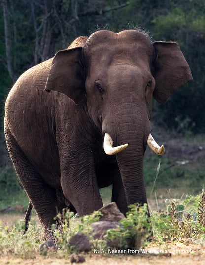 Forest Elephant Necklace