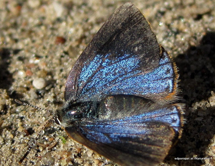 Early Hairstreak Butterfly Bracelet