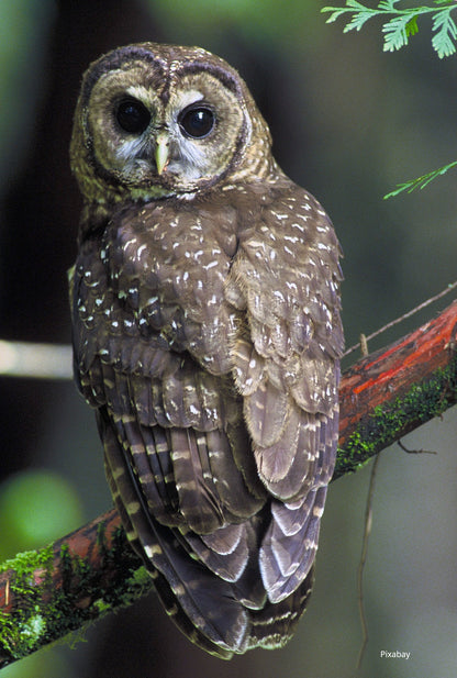 Spotted Owl Bracelet